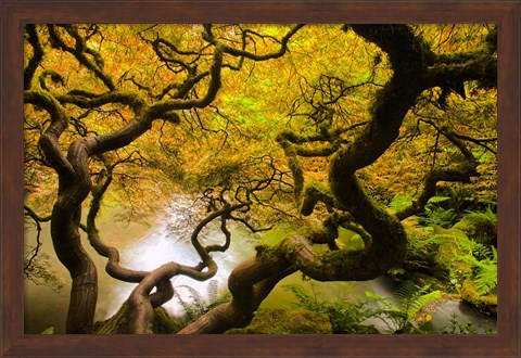 Framed Spring Japanese Maple Hanging Over A Pond Print