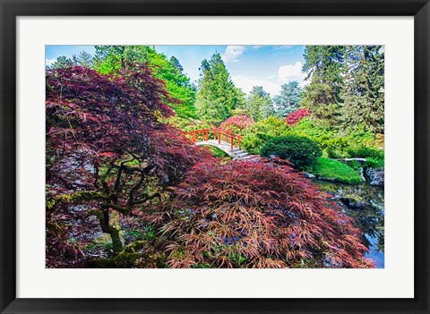 Framed Japanese Maple With Moon Bridge Print