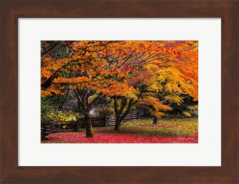 Framed Red Vine Maple In Full Autumn Glory Print