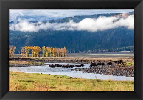 Framed Bison Crossing A Stream Print