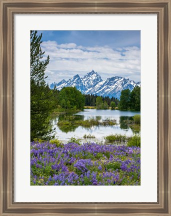 Framed Lupine Flowers With The Teton Mountains In The Background Print