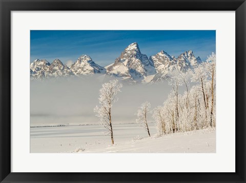 Framed Rimed Cottonwoods And Tetons From The Antelope Flats Road Print