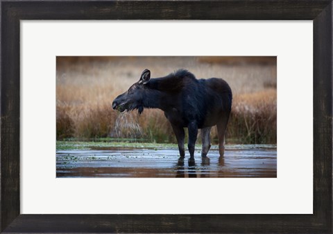 Framed Moose Eating Watercress In A Pond Print