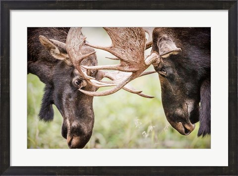 Framed Close-Up Of Two Bull Moose Locking Horns Print