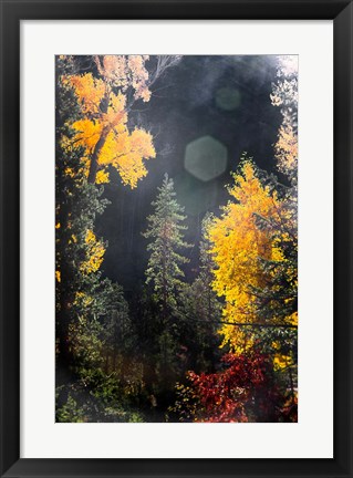 Framed Sunshine On An Autumn Forest Print