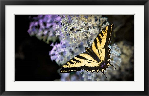 Framed Western Tiger Swallowtail Butterfly On A Lilac Bush Print