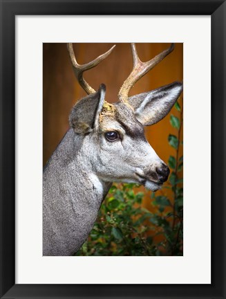 Framed Close-Up Of A Mule Deer Print