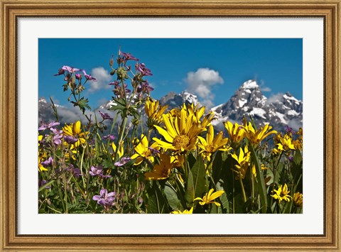 Framed Mule&#39;s Ear And Sticky Geraniumm Wyoming Print