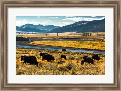 Framed Bison Herd Feeding, Lamar River Valley, Yellowstone National Park Print