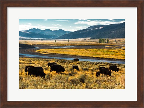 Framed Bison Herd Feeding, Lamar River Valley, Yellowstone National Park Print