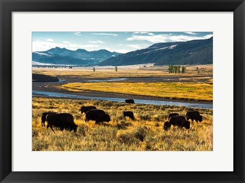 Framed Bison Herd Feeding, Lamar River Valley, Yellowstone National Park Print