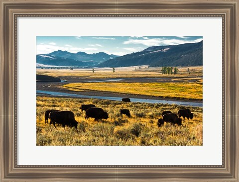 Framed Bison Herd Feeding, Lamar River Valley, Yellowstone National Park Print