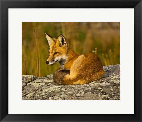 Framed Red Fox Resting, Yellowstone National Park, Wyoming Print