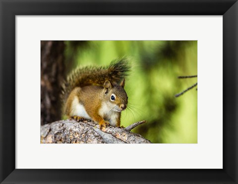 Framed Red Tree Squirrel Posing On A Branch Print