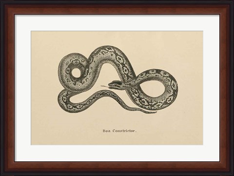 Framed Vintage Boa Constrictor Print