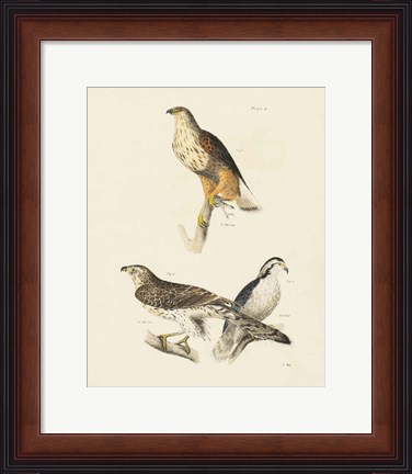 Framed Birds of Prey II Print