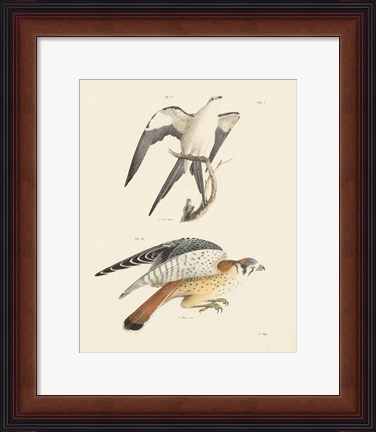 Framed Birds of Prey I Print