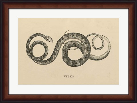 Framed Vintage Viper Print