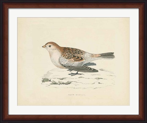 Framed Snow Bunting Print Print