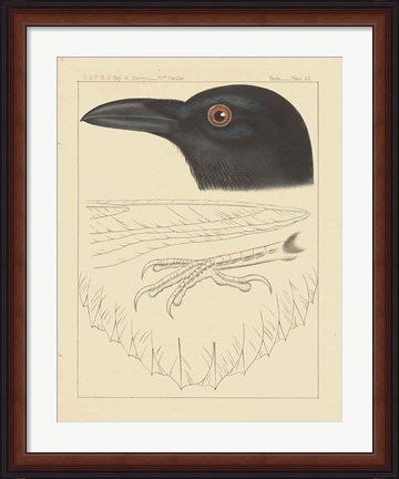 Framed Bird Prints II Print