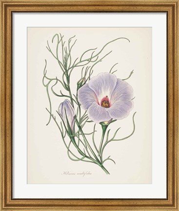 Framed Antique Botanical XXX Cream Print