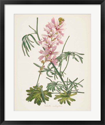 Framed Antique Botanical LVII Cream Print