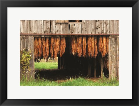 Framed Tobacco Barn Print