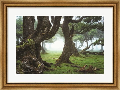 Framed Old Laurel Trees Print