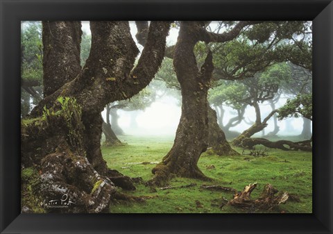 Framed Old Laurel Trees Print