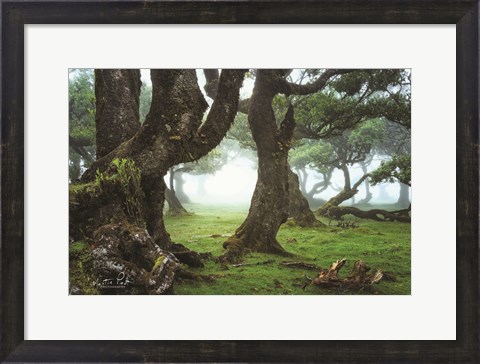 Framed Old Laurel Trees Print