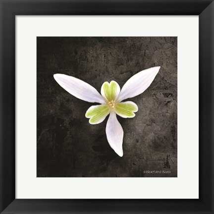 Framed Contemporary Floral Trillium Print