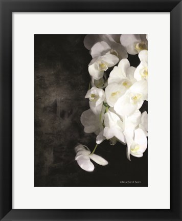 Framed Contemporary White Orchids Print