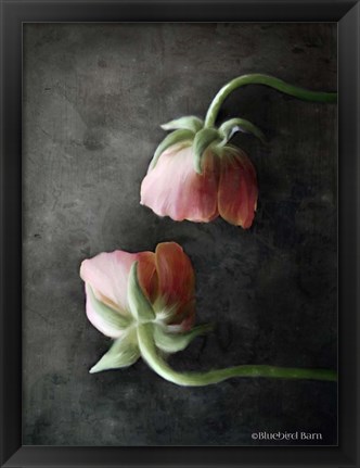 Framed Contemporary Floral Pink Ranunculus Print