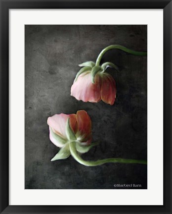 Framed Contemporary Floral Pink Ranunculus Print