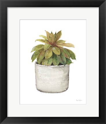 Framed Mixed Greens Succulent III Print