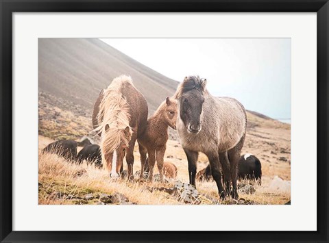 Framed Horses of Hofn I Print