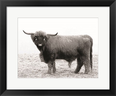 Framed Scotty the Bull Print