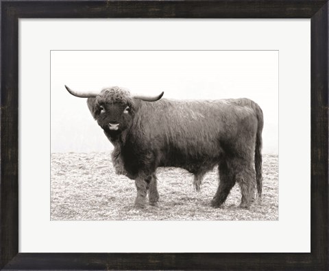 Framed Scotty the Bull Print