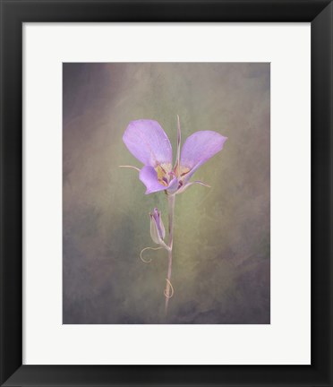 Framed Sagebrush Mariposa Lily Print