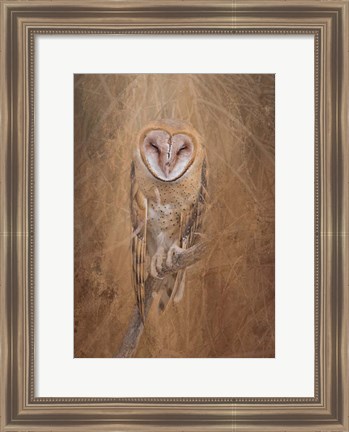 Framed Barn Owl Print