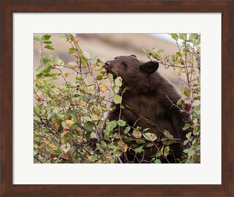 Framed Black Bear Print