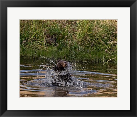 Framed Black Bear Sow Print