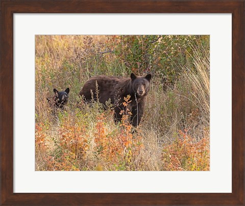 Framed Black Bear Sow and Cub Print