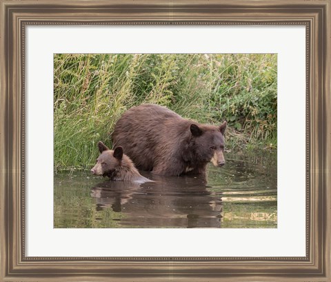 Framed Black Bear Sow and Cub II Print