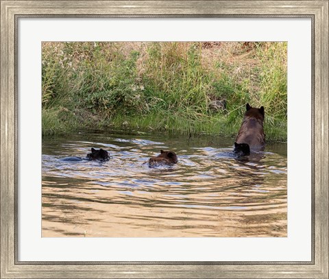 Framed Black Bear Sow and Cubs Print