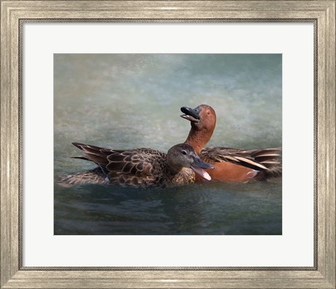 Framed Cinnamon Teal Pair Print