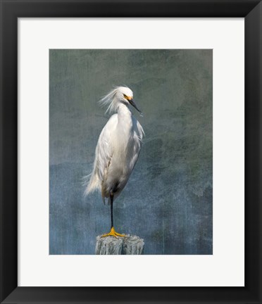 Framed Snow Egret Print