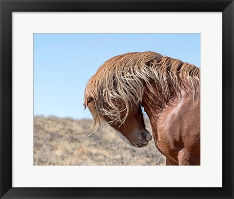 Framed Marshall - Wild Stallion Print