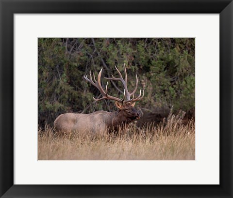 Framed Bull Elk in Montana IV Print