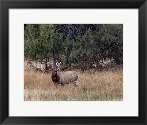 Framed Bull Elk in Montana V Print